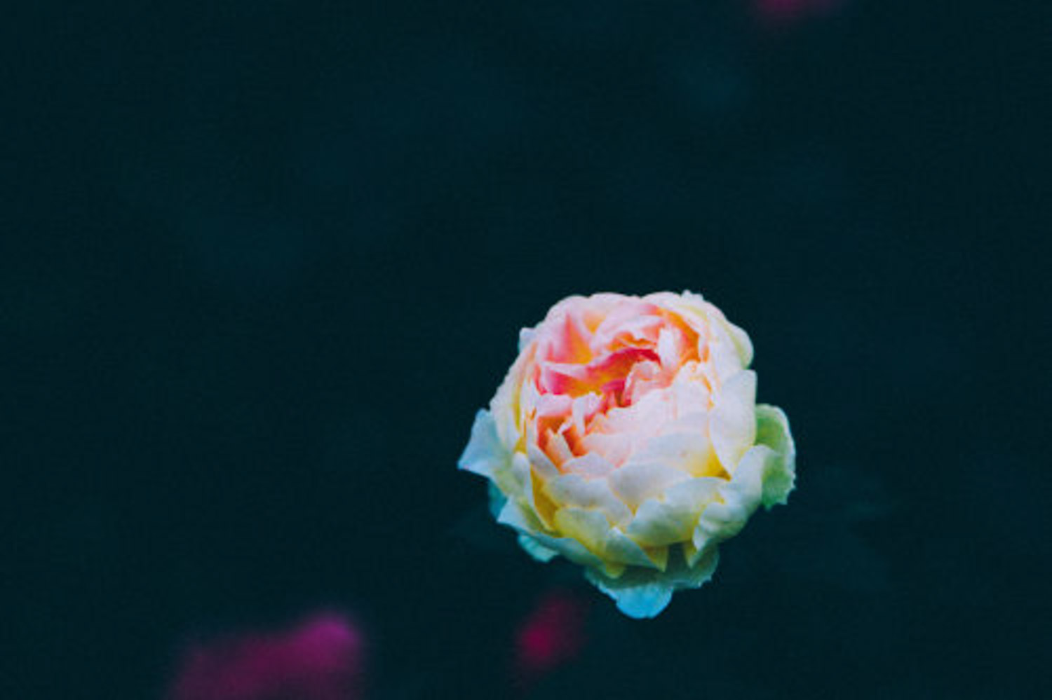 微型月季有哪些品种