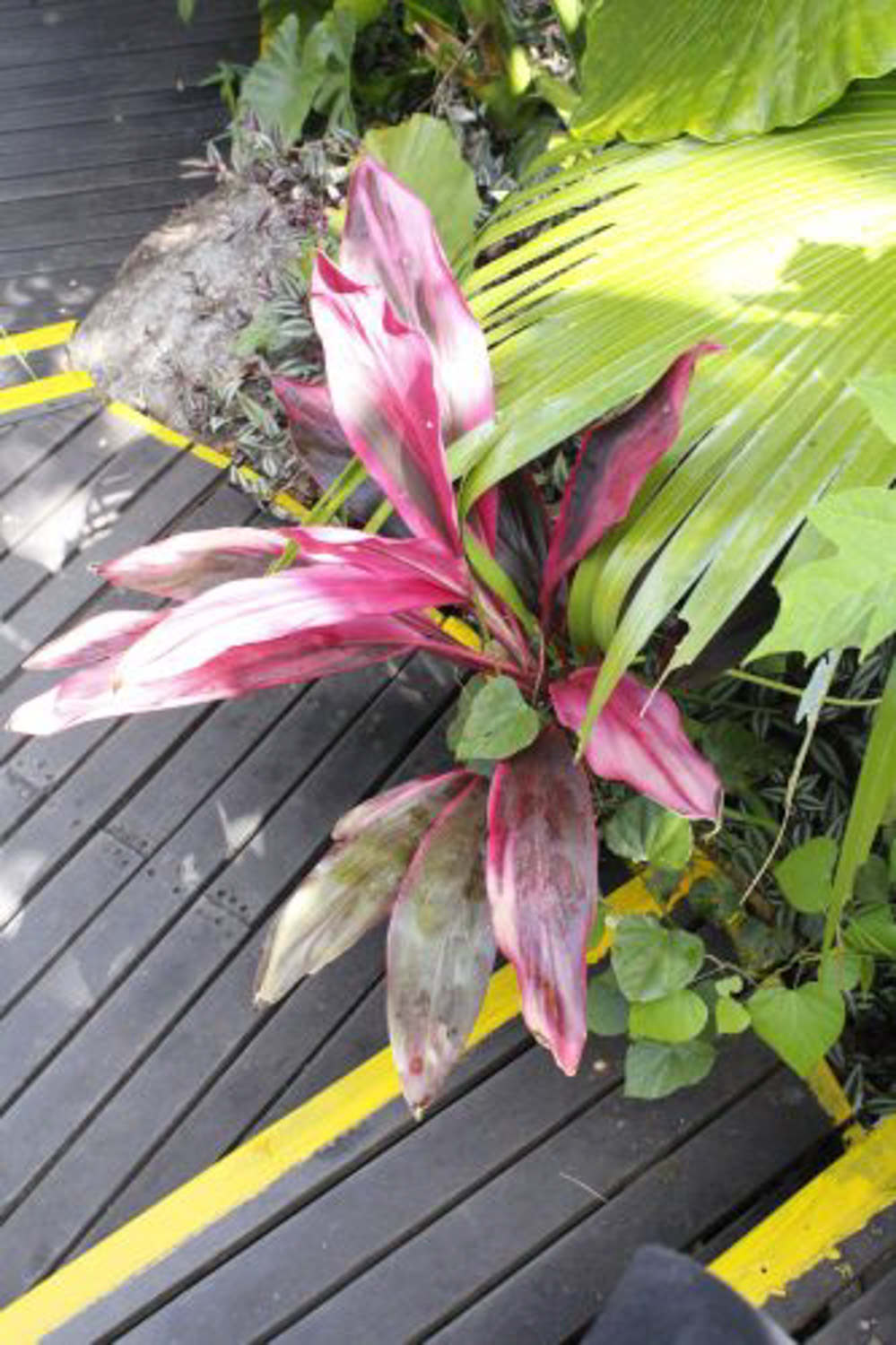 盆栽朱蕉的几个常见问题