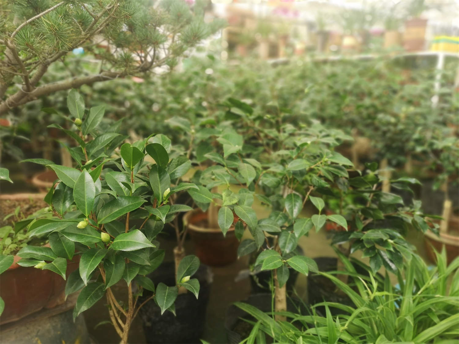 茶花怎么养长得快