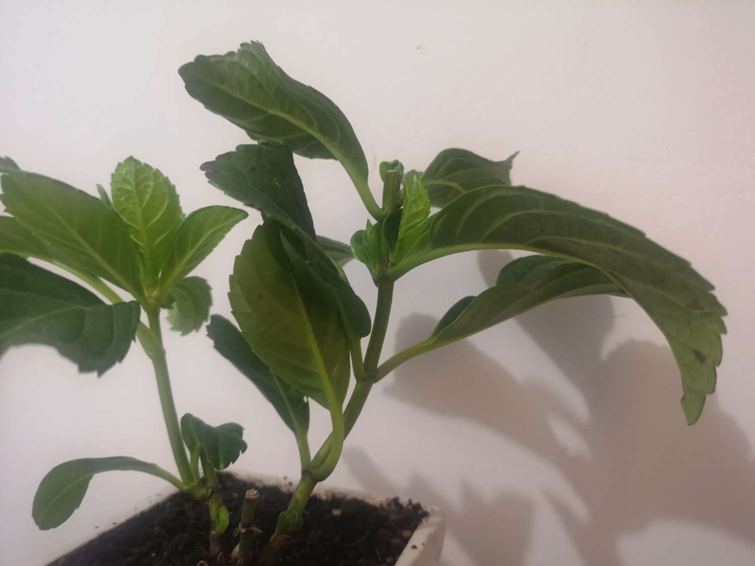 八仙花怎么矮化