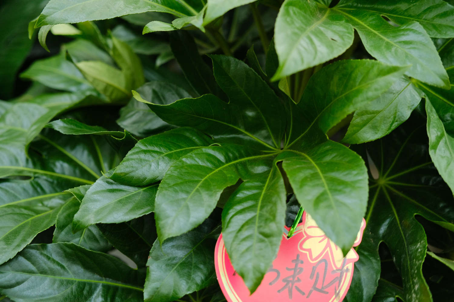 八角金盘 八角金盘