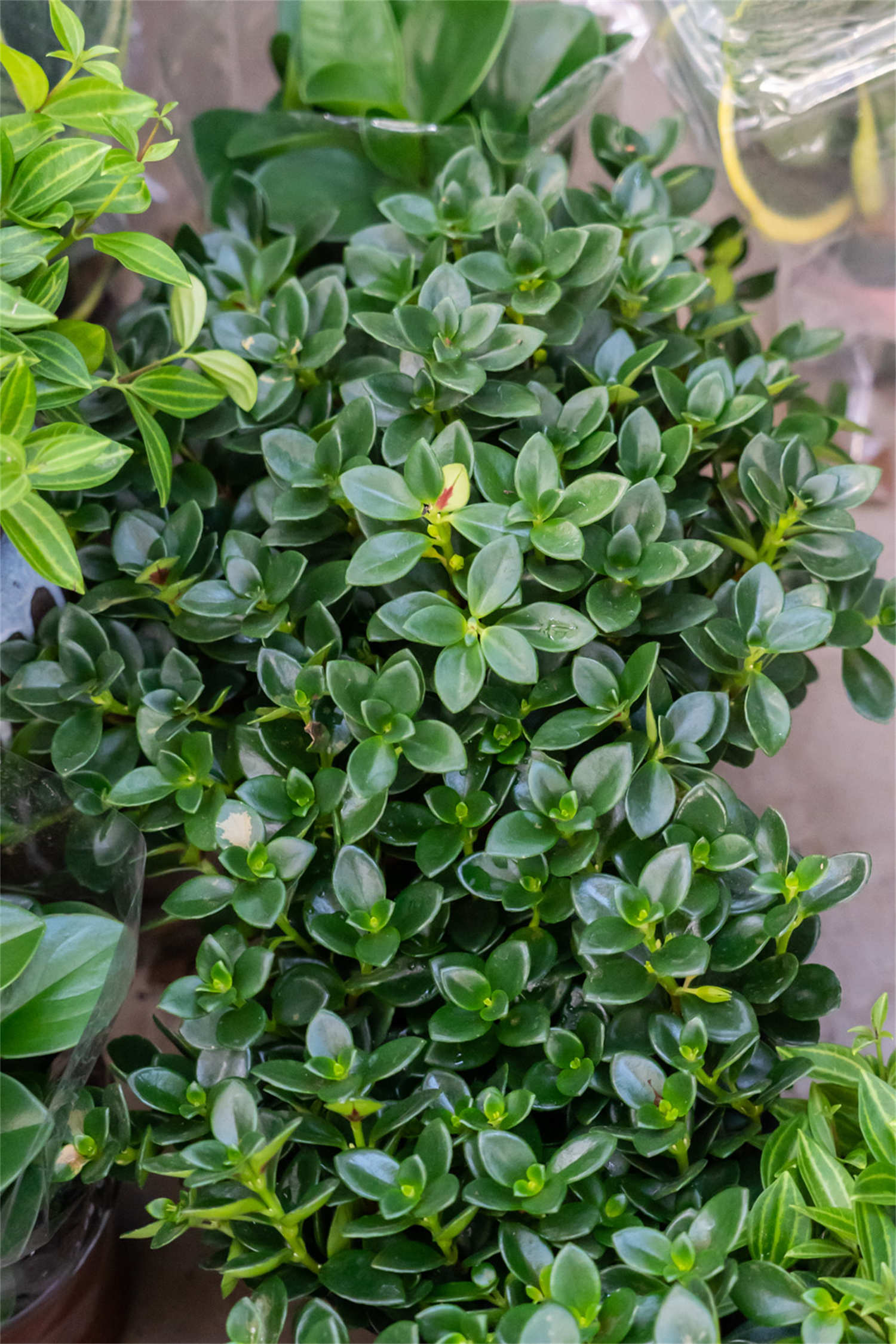 金鱼吊兰爆盆很简单，教你1招，长得快又开花多！