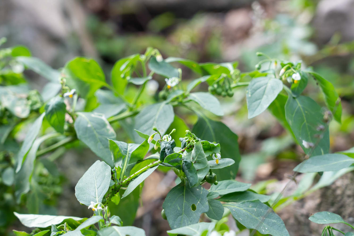 家里种盆“黑果”，耐看还能清热解毒，家人更健康！
