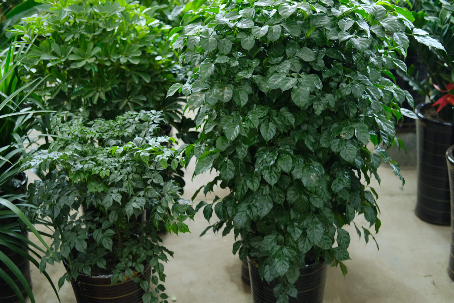 绿宝树怎么换盆