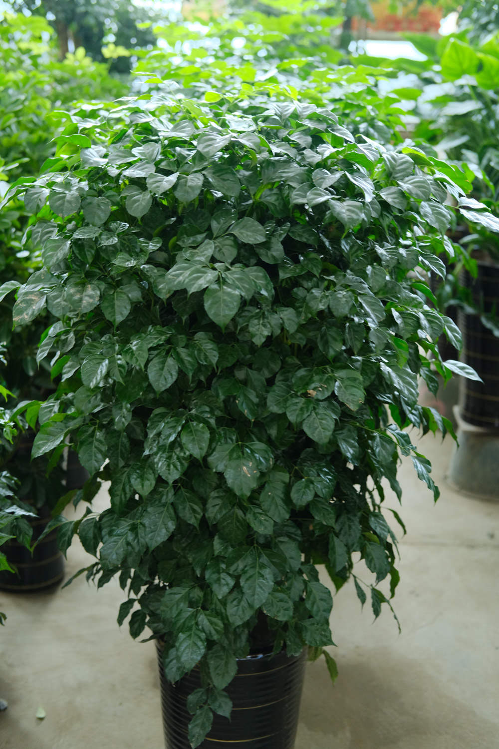 绿宝树怎么浇水