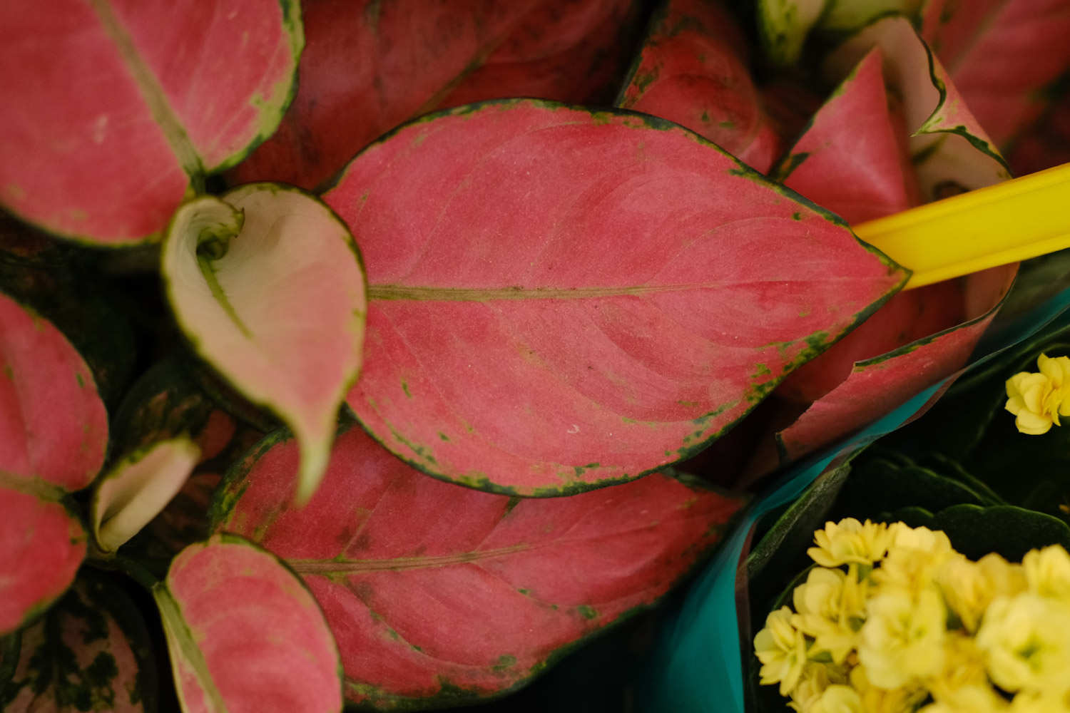 如意皇后 如意皇后