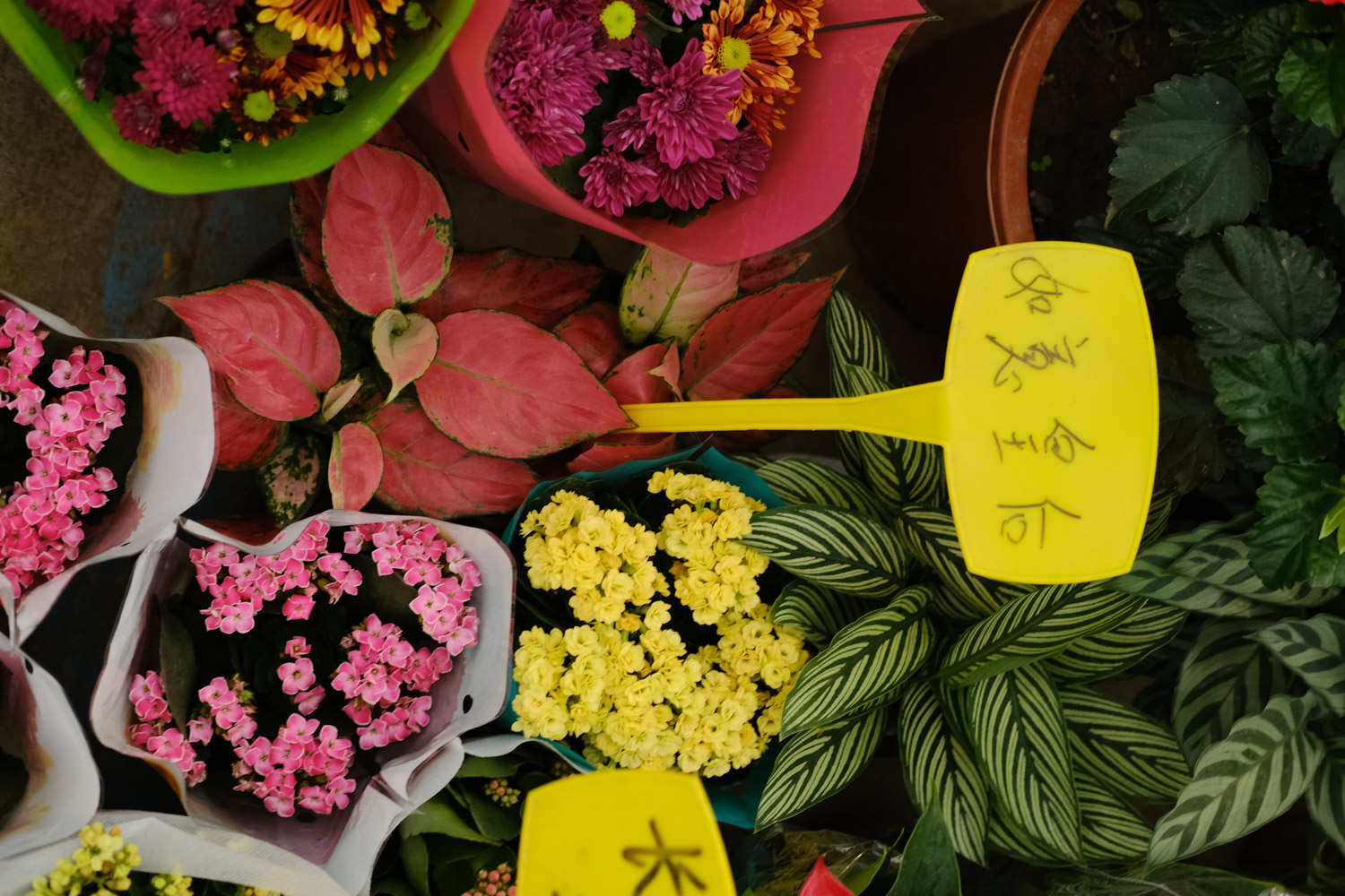 如意皇后 如意皇后