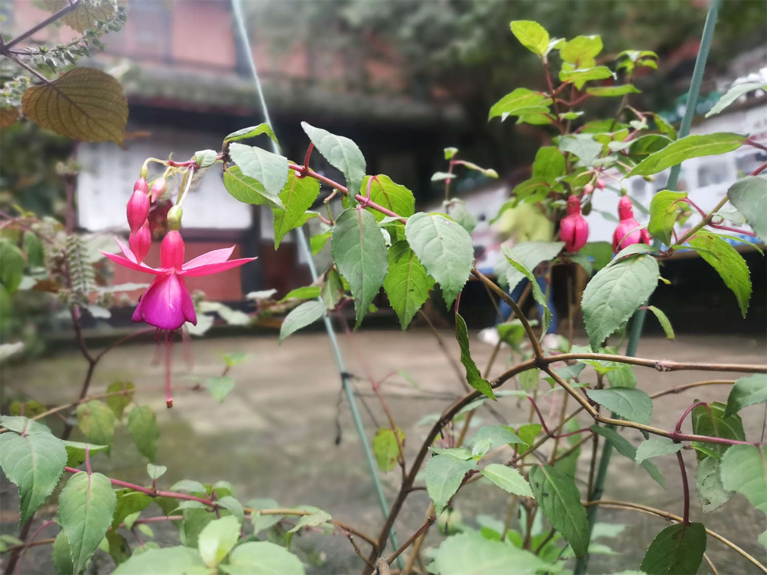 倒挂金钟 倒挂金钟