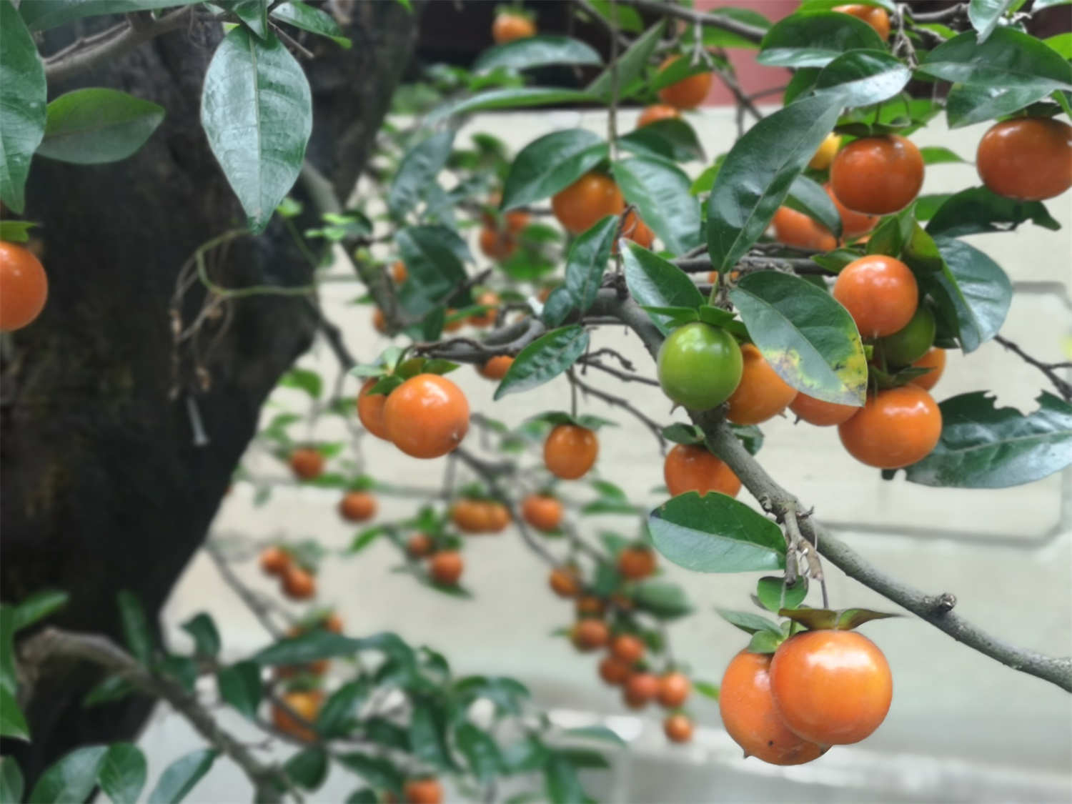 金弹子怎么繁殖