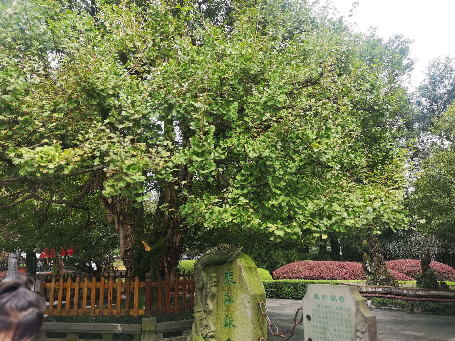 银杏的整形修剪方法