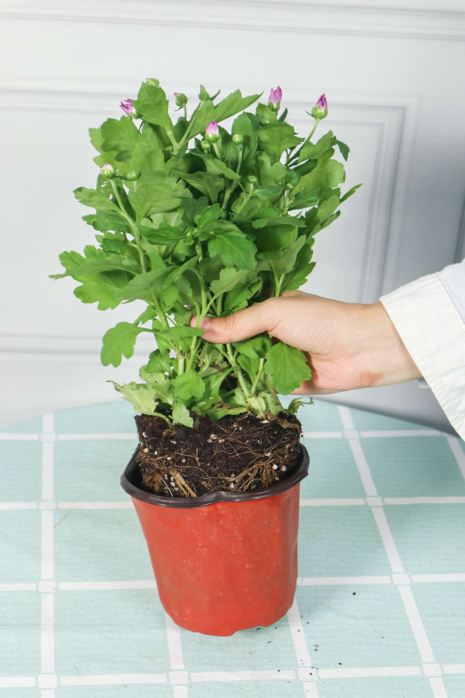 春天这么养菊花，开花拳头大，1盆立马变100盆！