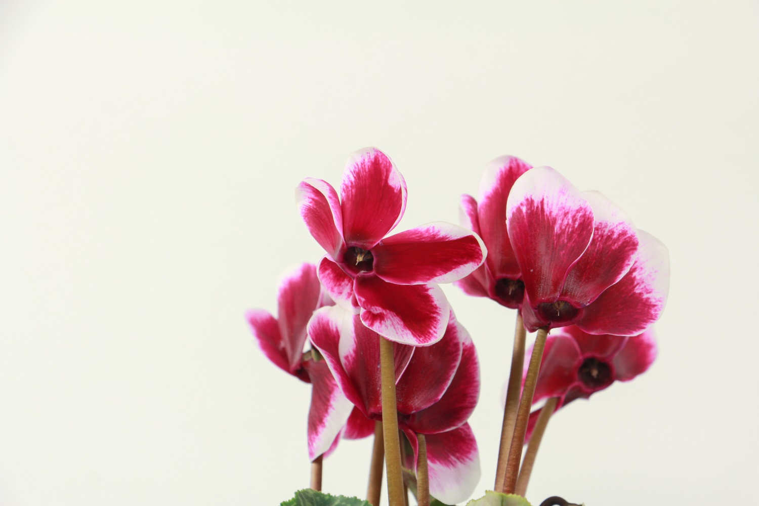 仙客来有哪些不同的品种