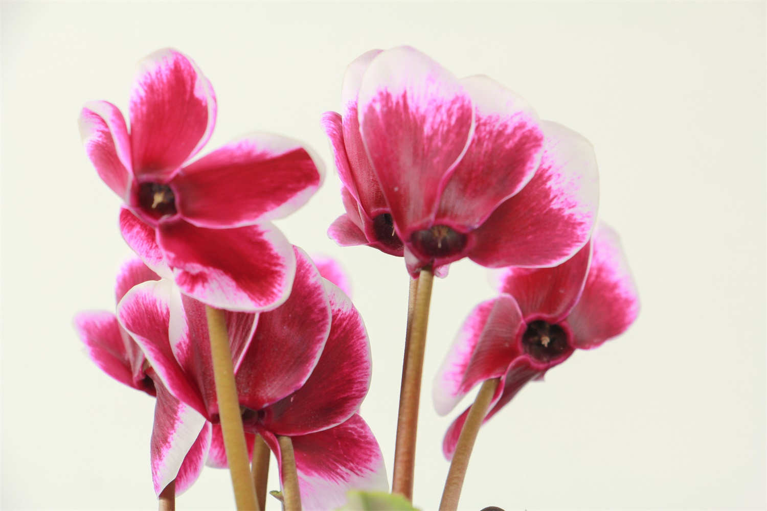 仙客来的繁殖方法