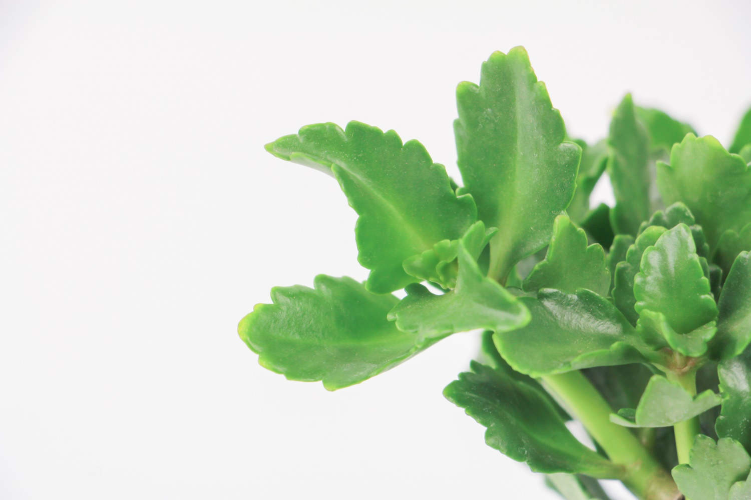 长寿花长太高怎么办