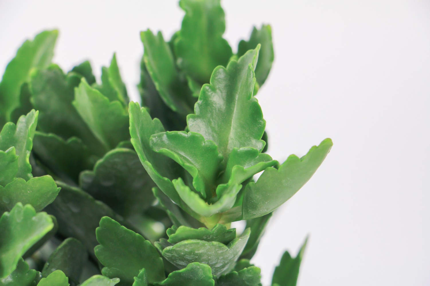 长寿花的浇水方法