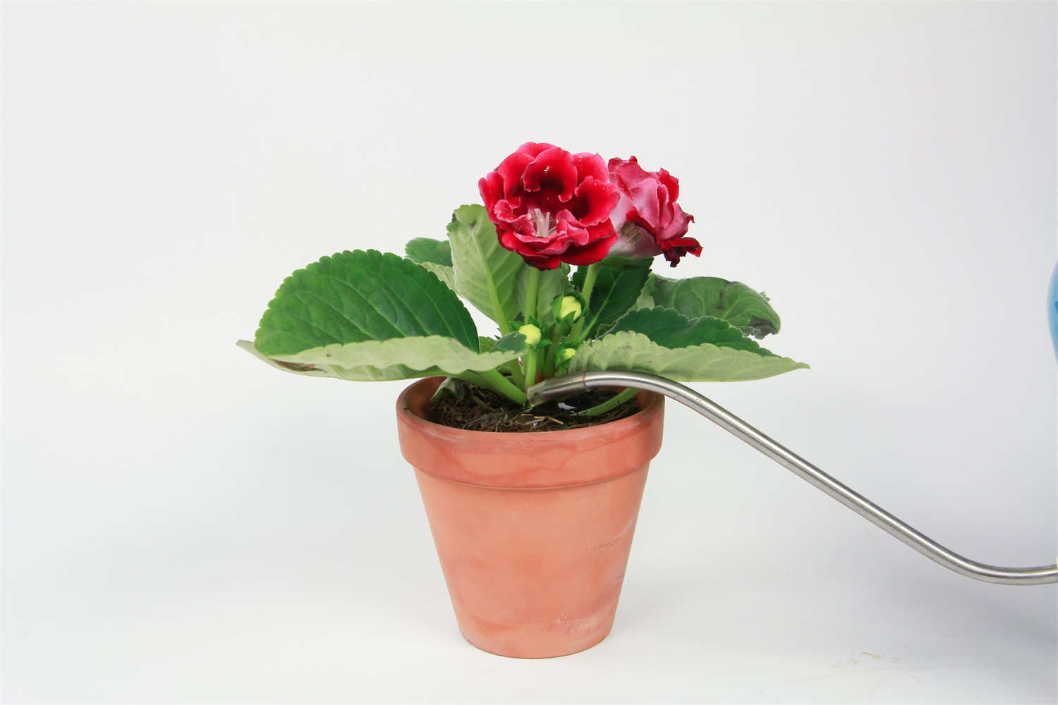 大岩桐冬天怎么浇水