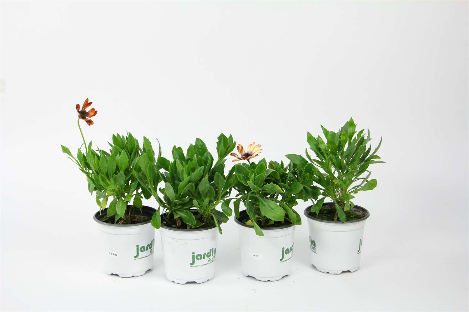 蓝目菊怎么扦插