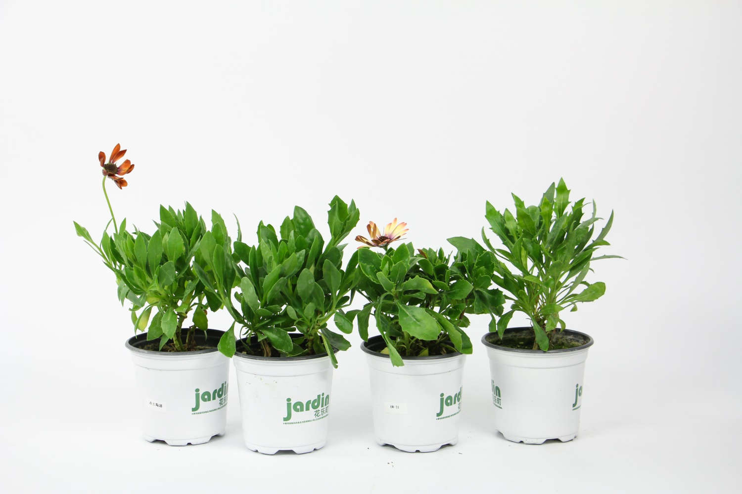 蓝目菊怎么浇水