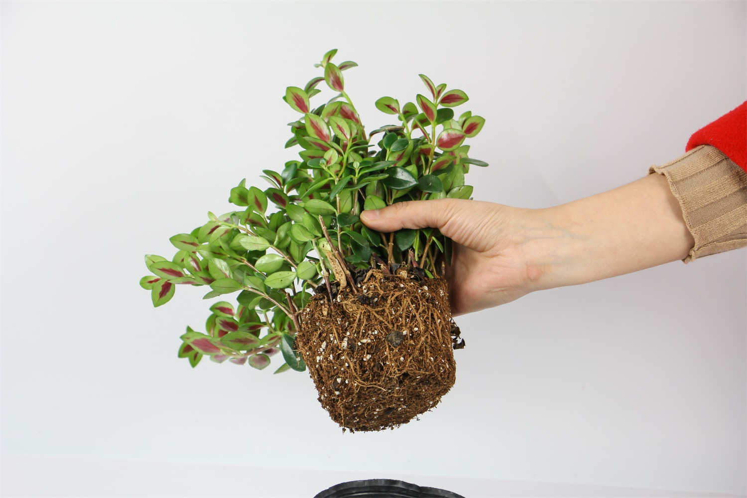 金鱼吊兰怎么养才开花