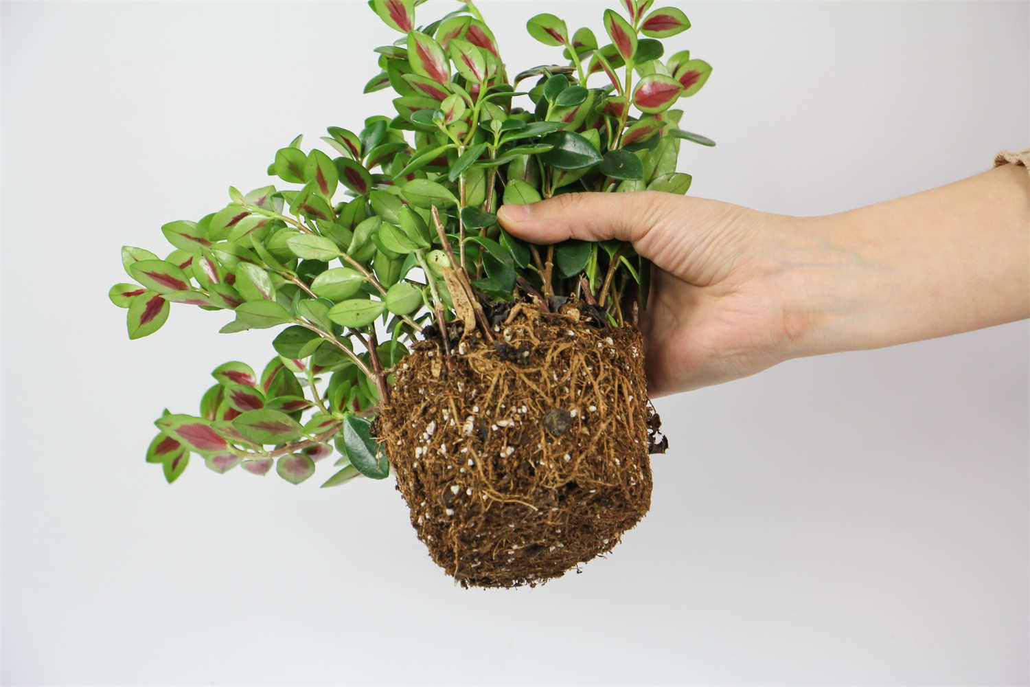 金鱼吊兰怎么繁殖