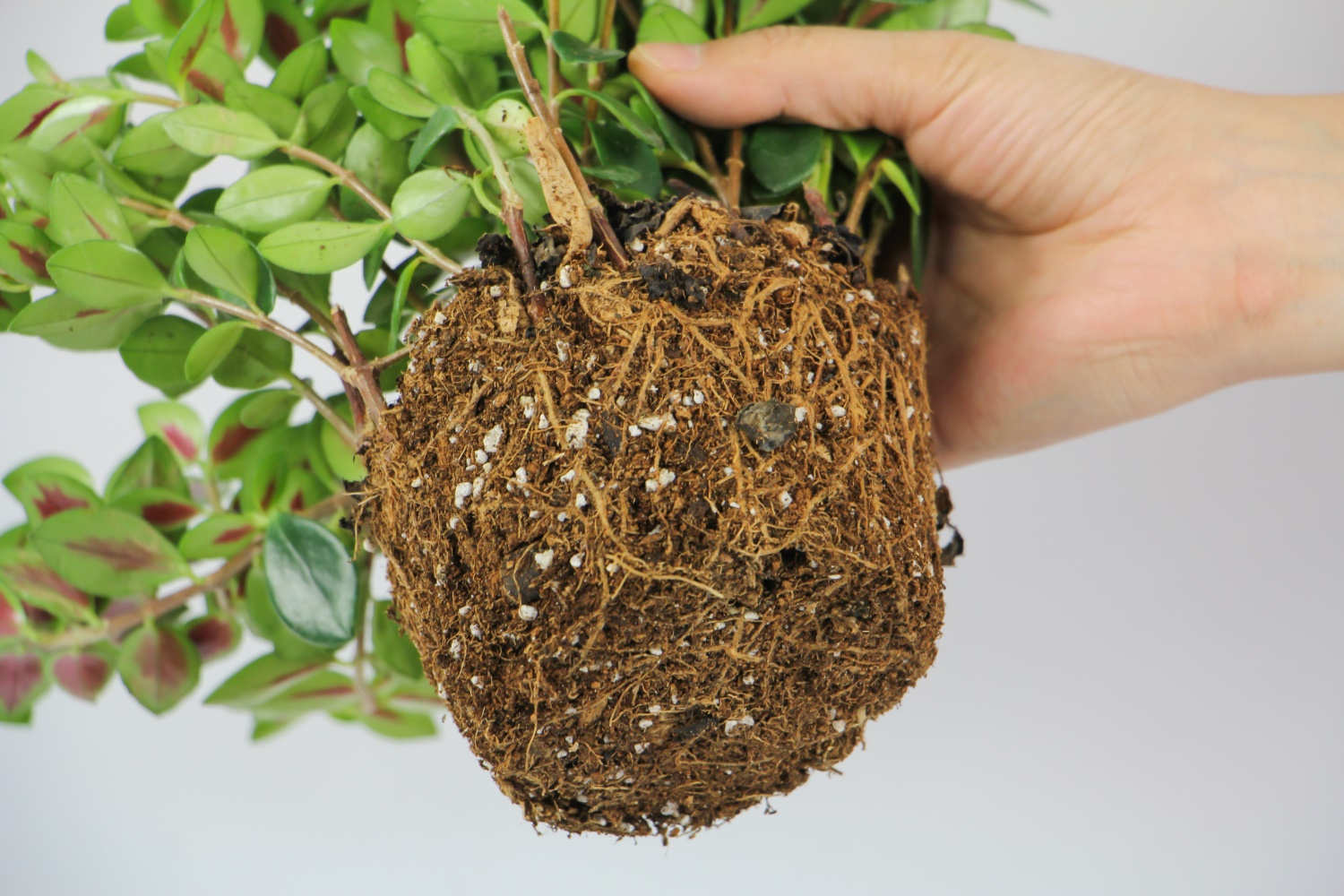 金鱼吊兰怎么摘心