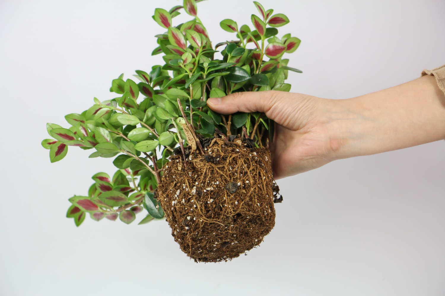 金鱼吊兰 金鱼吊兰