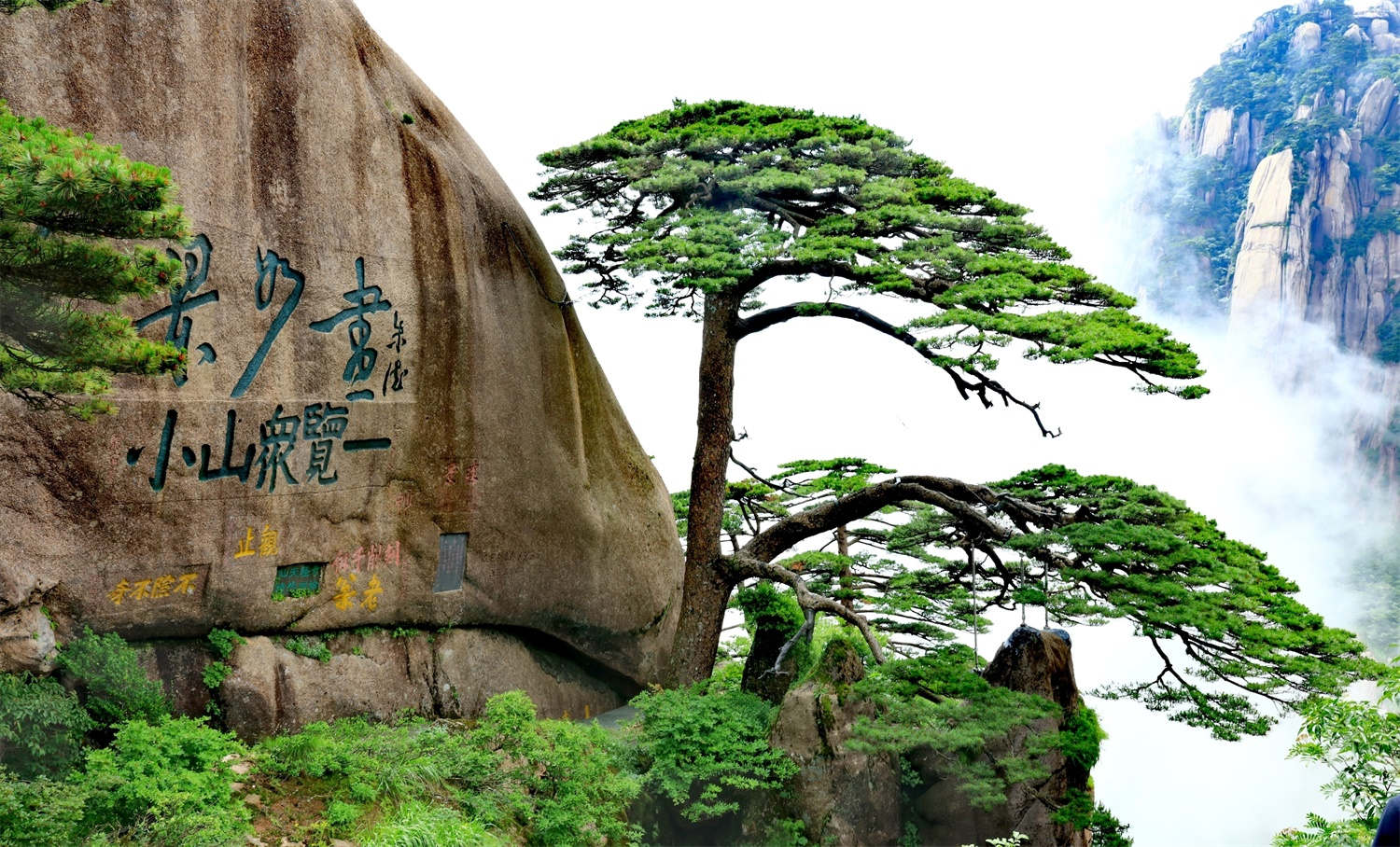 小盆景迎客松怎么养