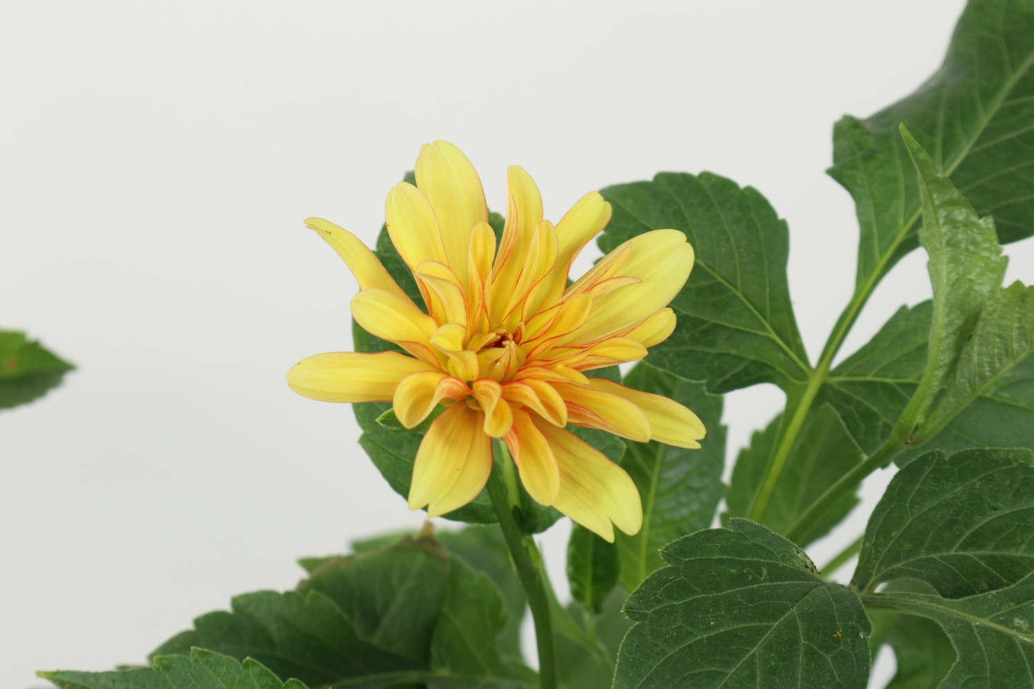 兴安盟适合养什么花，市花和市树是什么