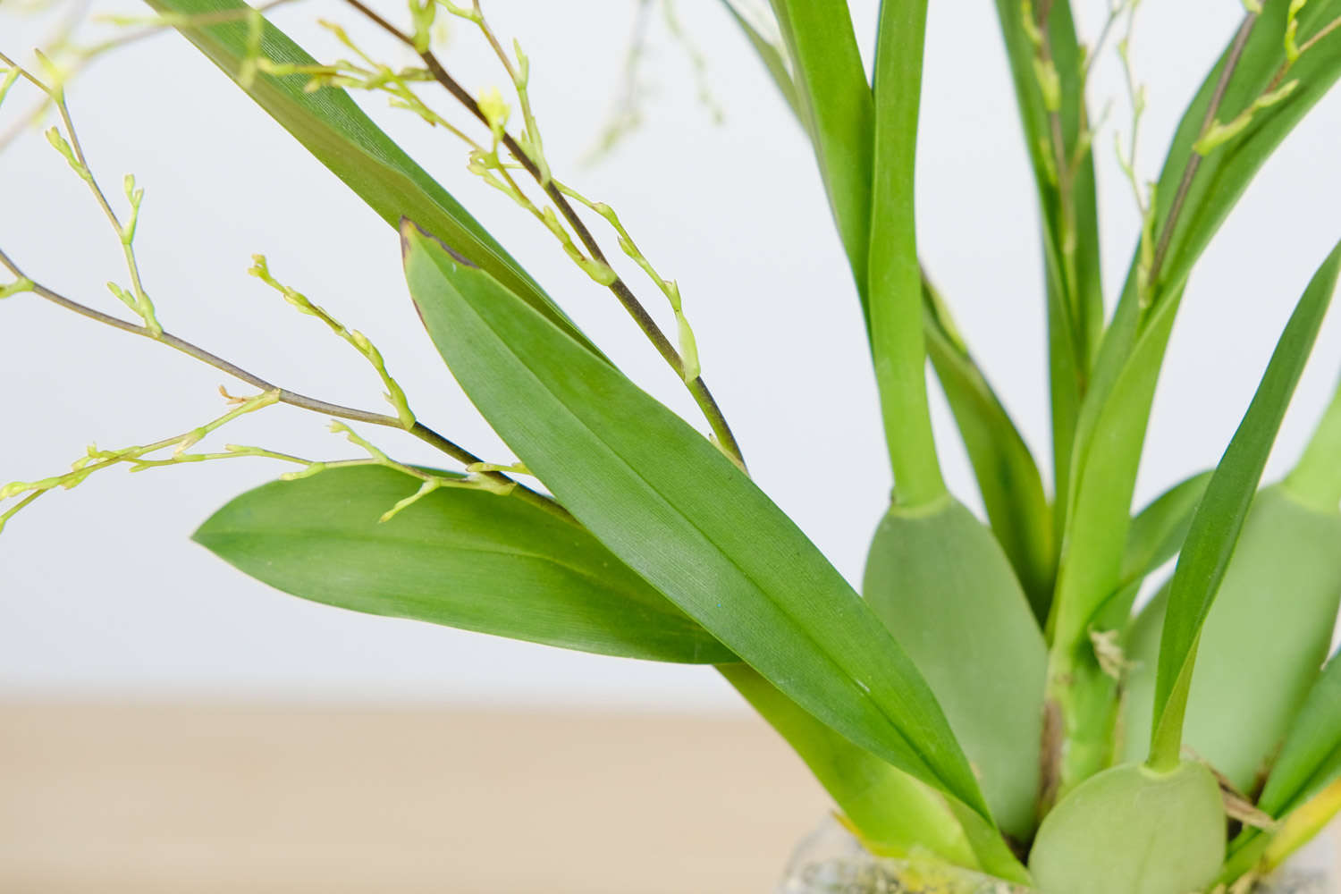 文心兰怎么换盆