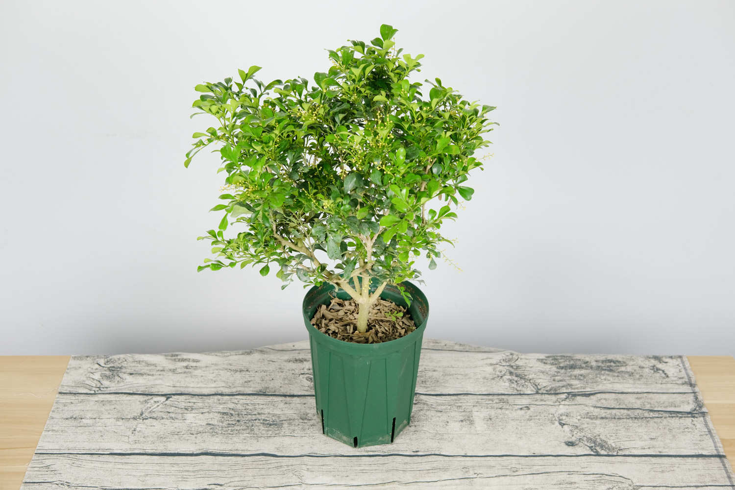 米兰花怎么繁殖