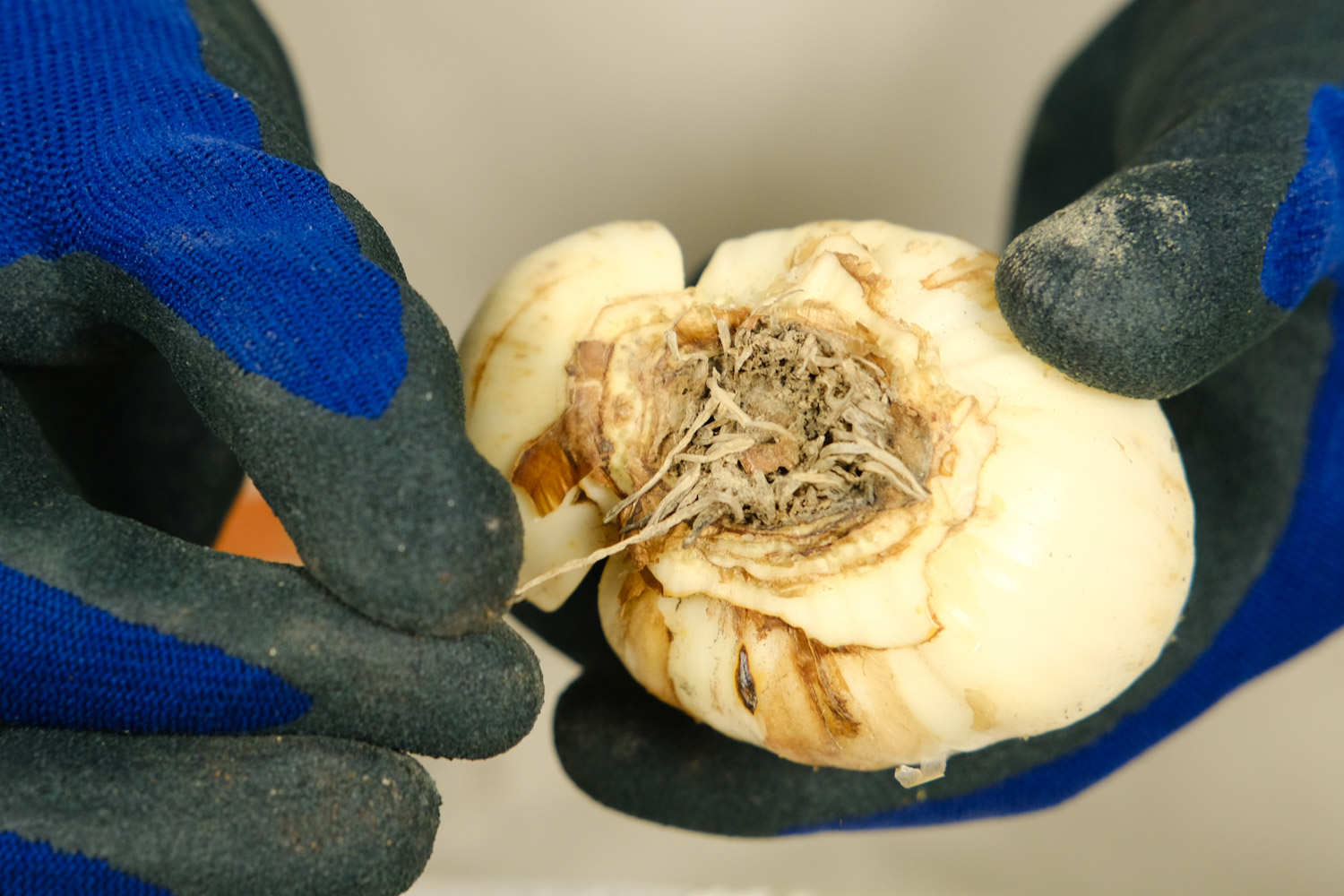 水仙花不开花怎么办