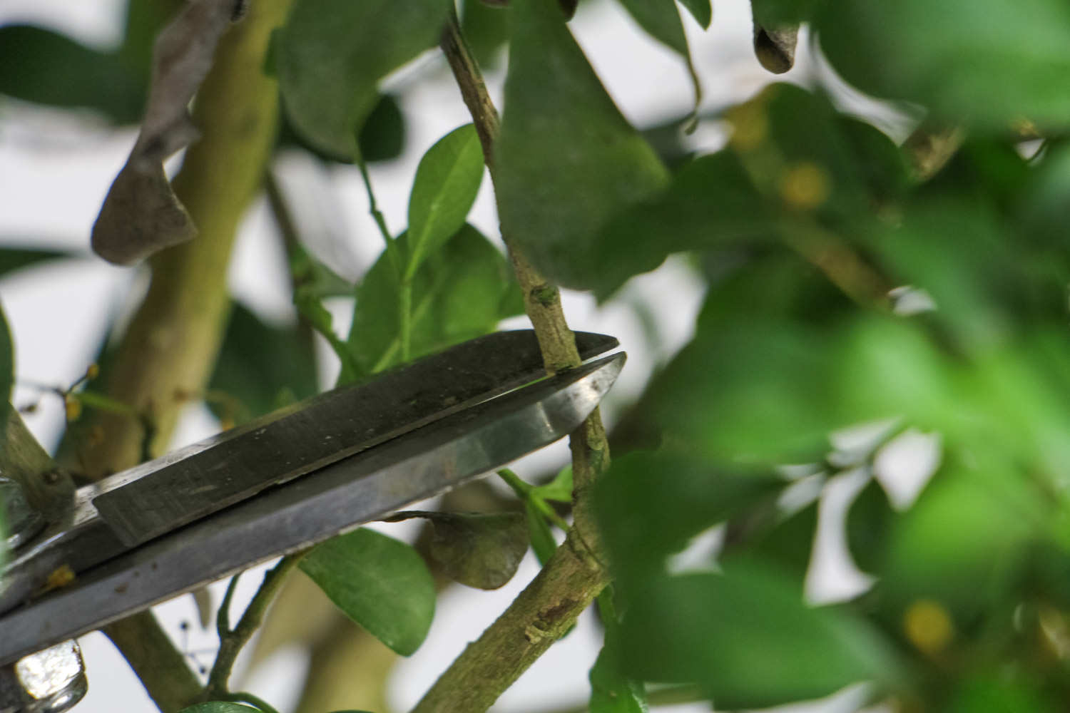 米兰浇水的正确方法，米兰浇水多了怎么办