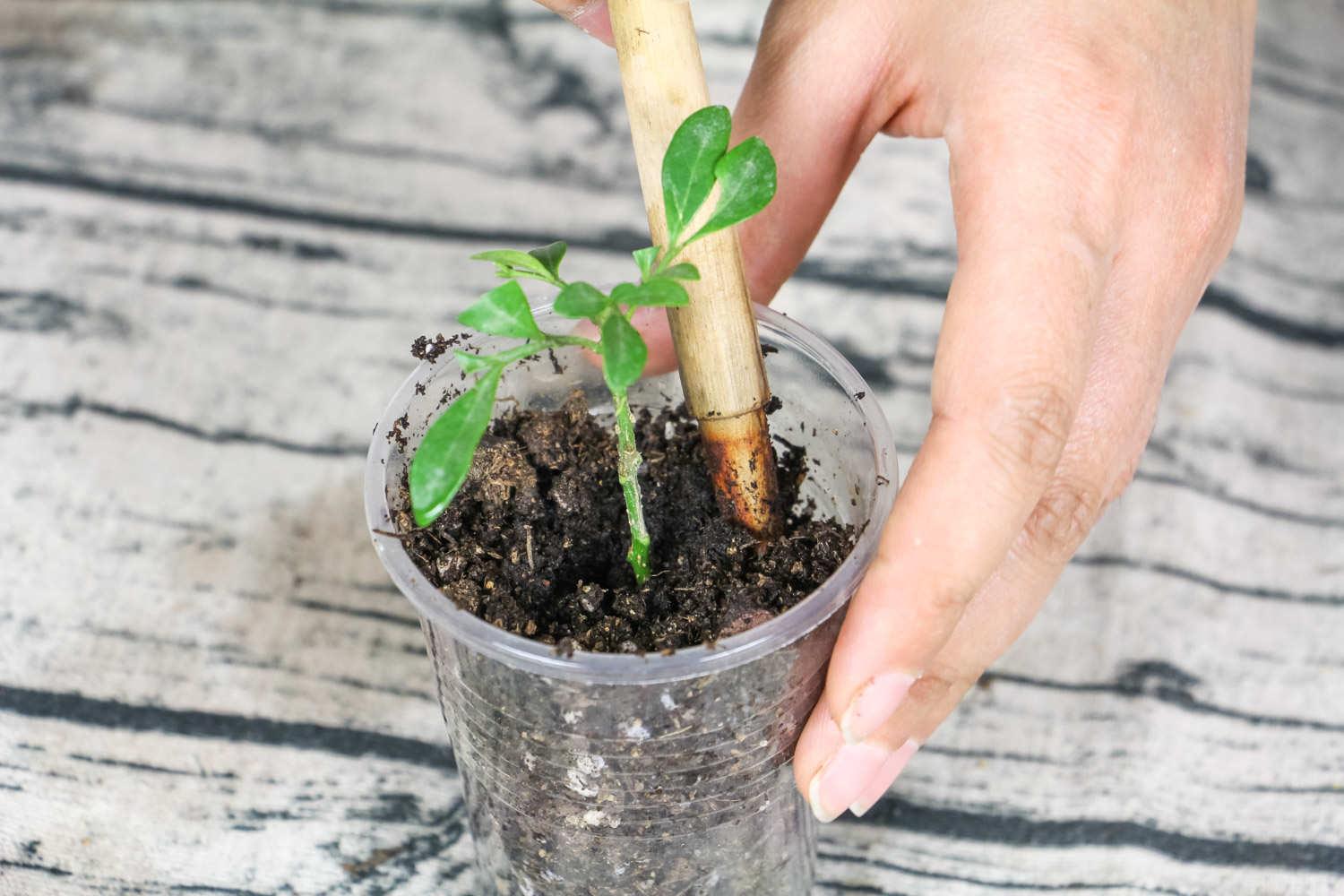 米兰花不开花怎么办