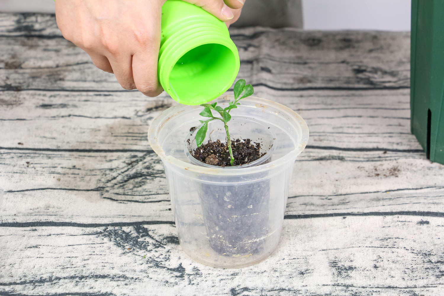 米兰的花语和寓意，有什么传说故事