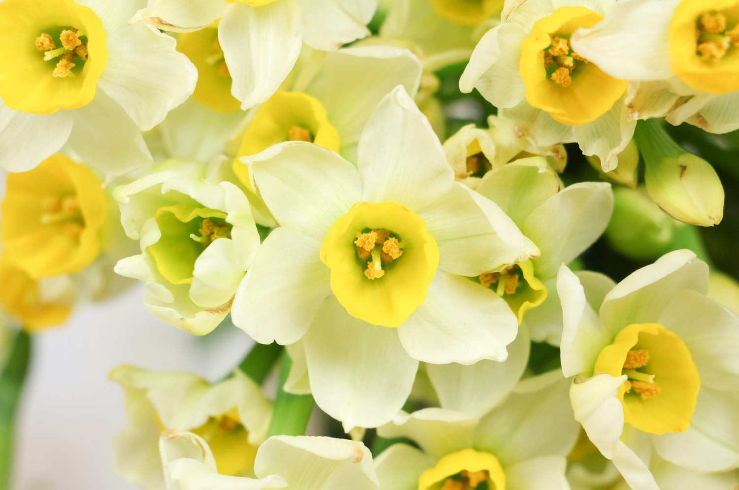 水仙花的养殖方法和注意事项