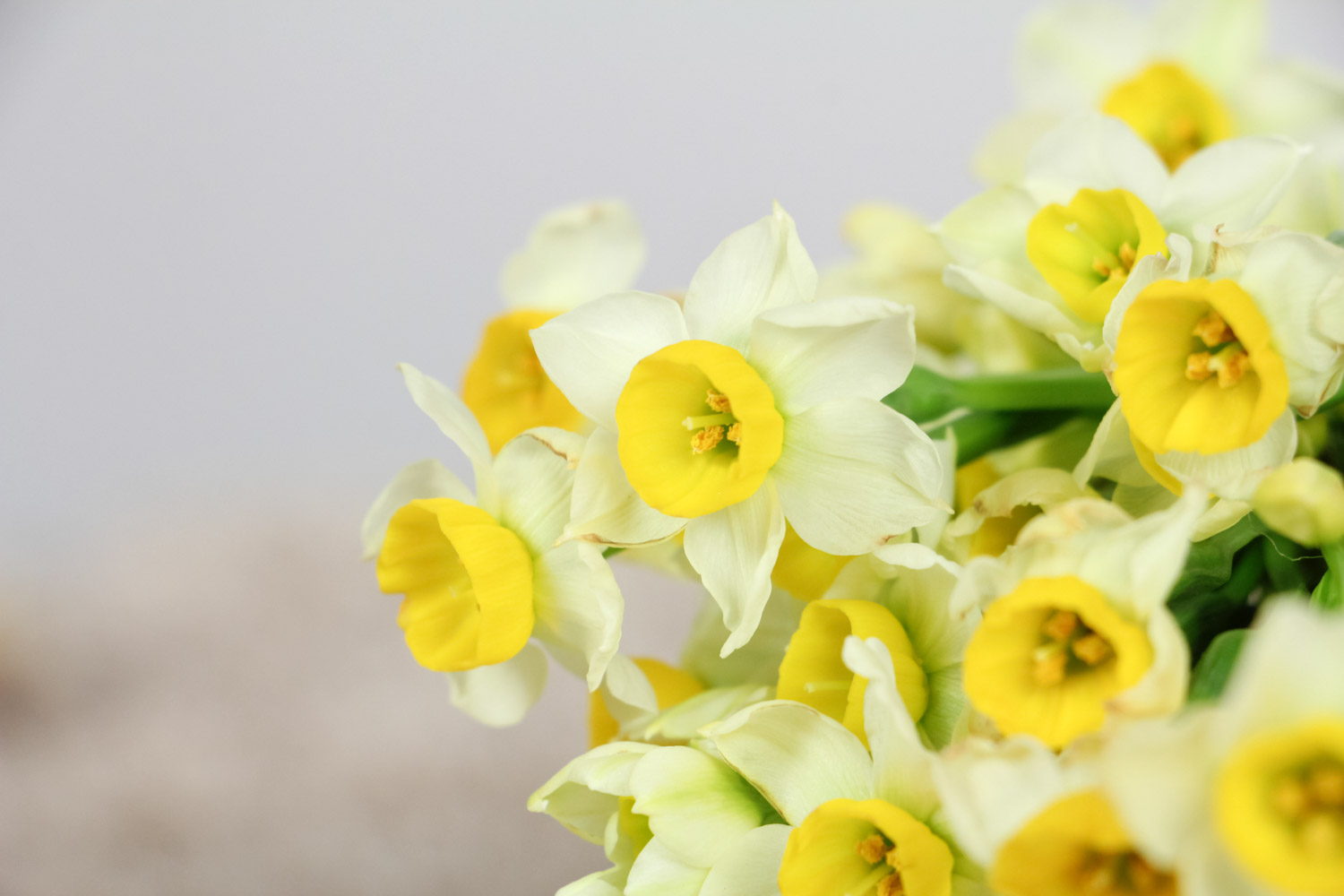 水仙春天怎么养