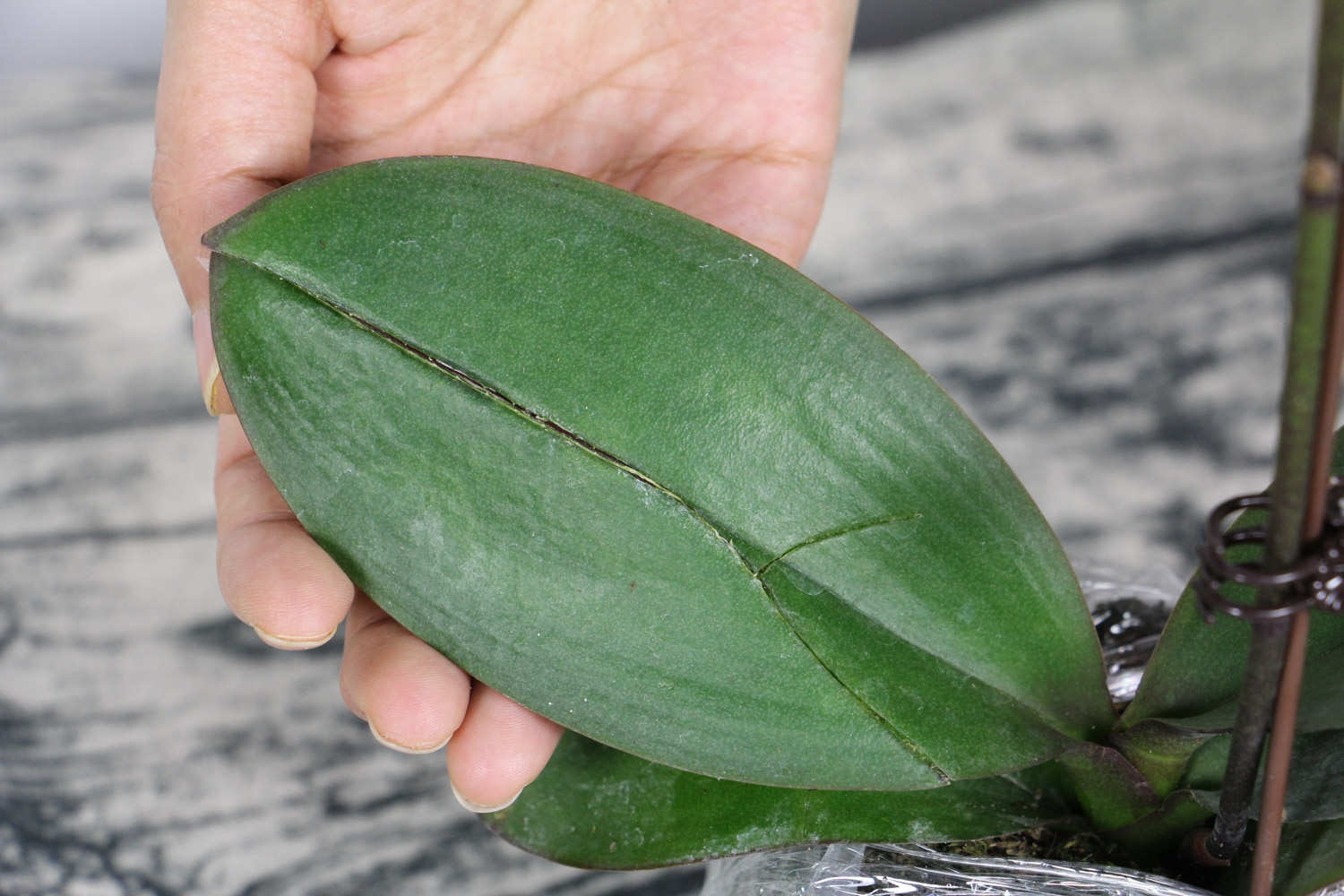 蝴蝶兰怎么繁殖