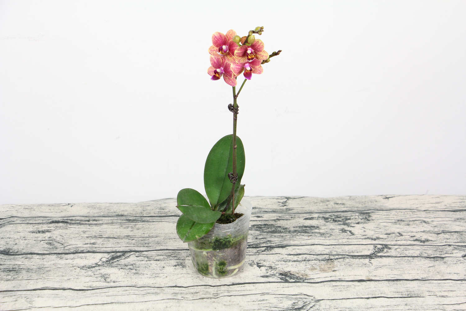 蝴蝶兰怎么催花