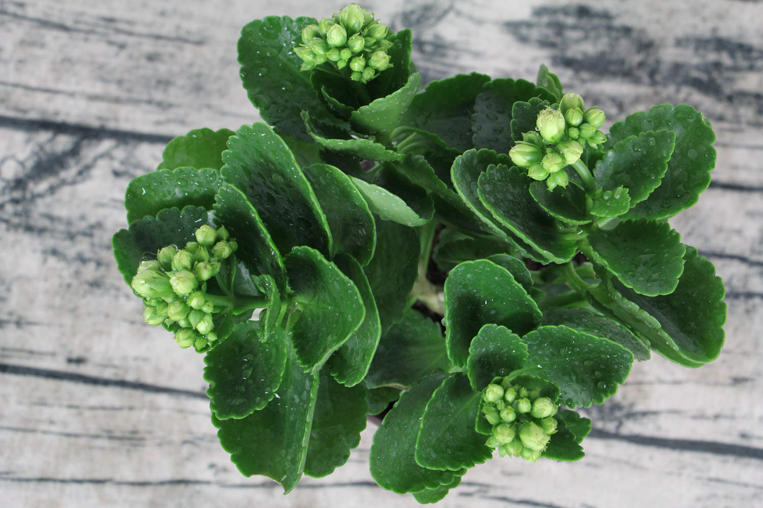 怎么延长长寿花的花期