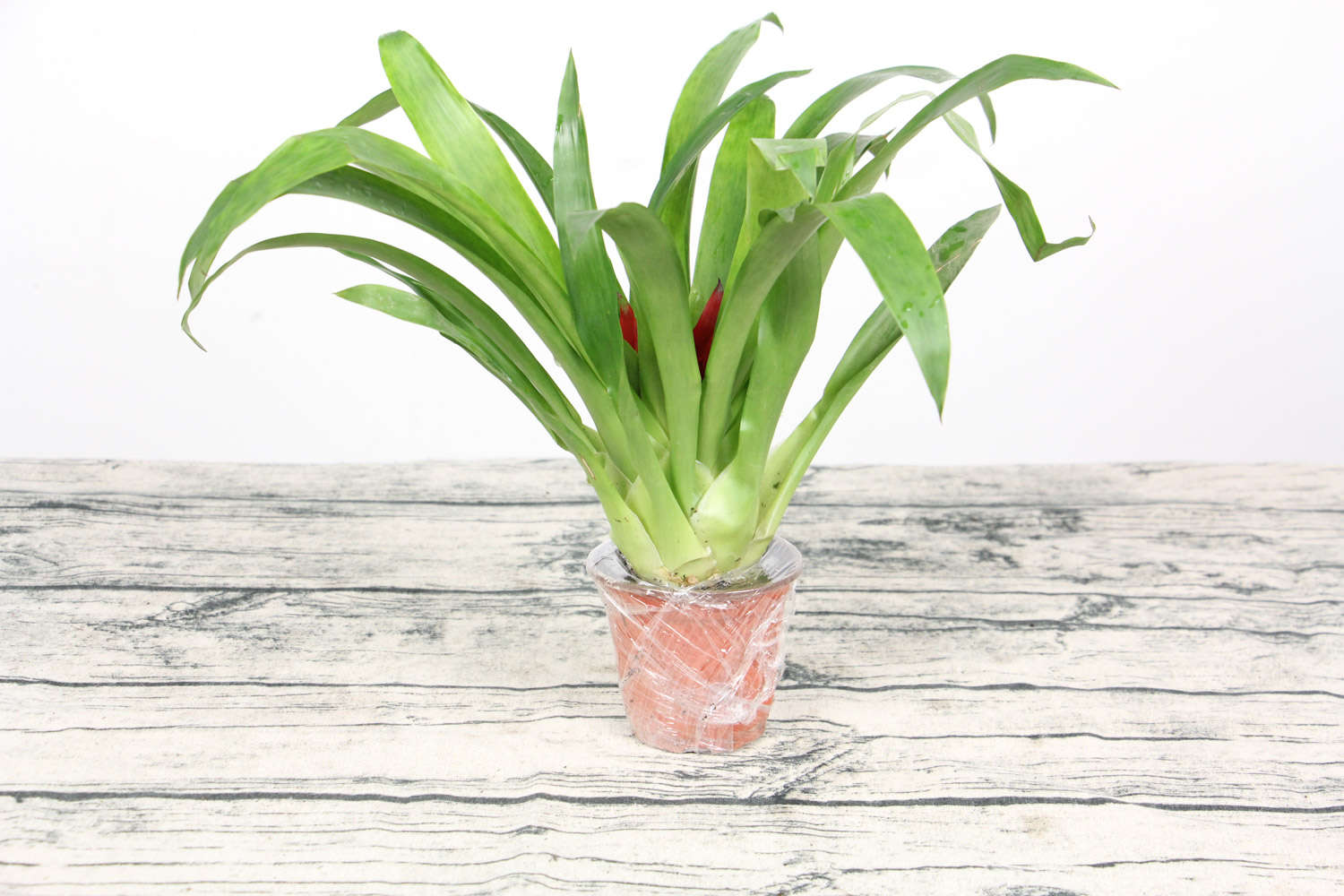 鸿运当头喜欢阳光吗