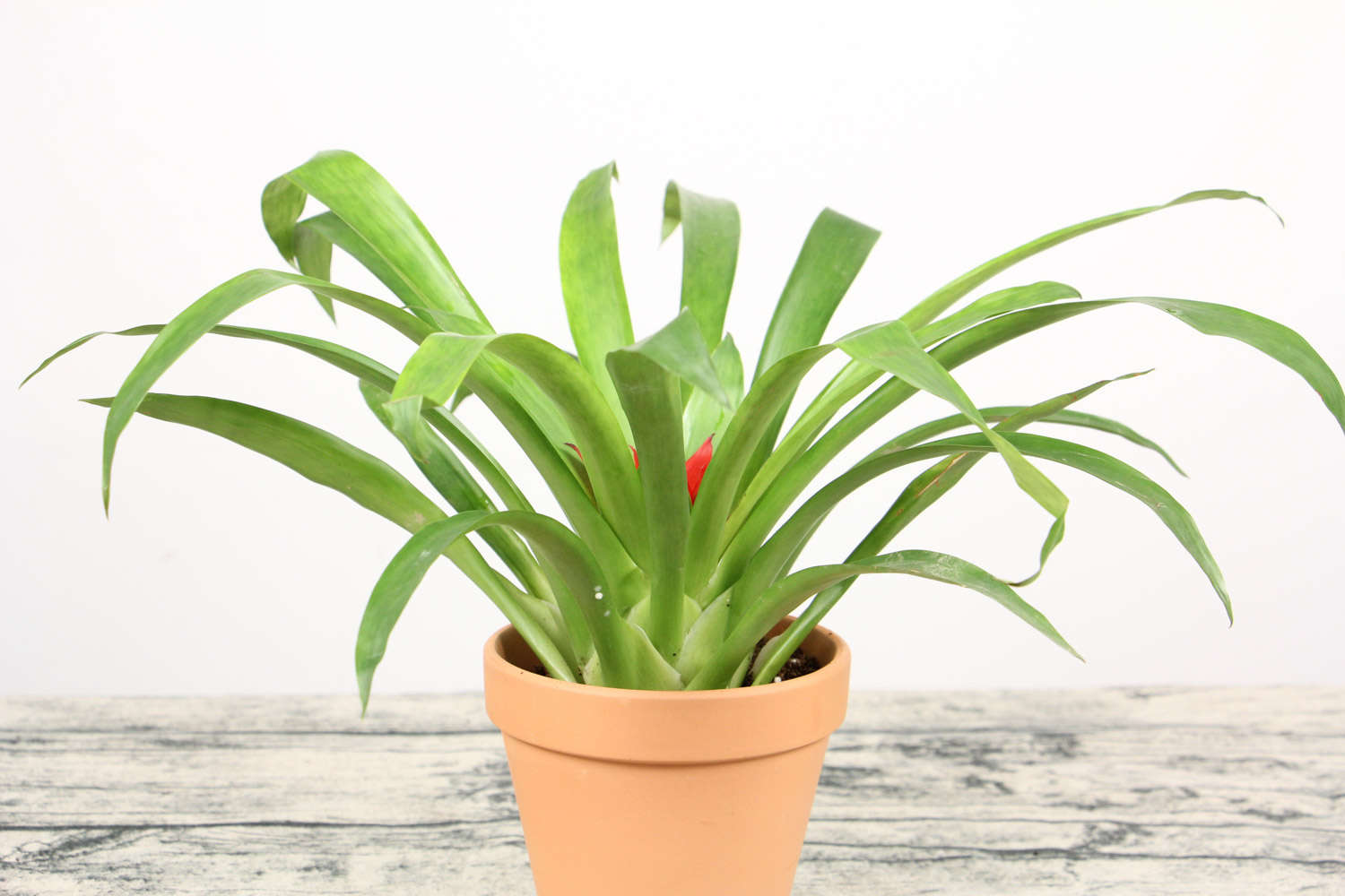 鸿运当头怎么繁殖