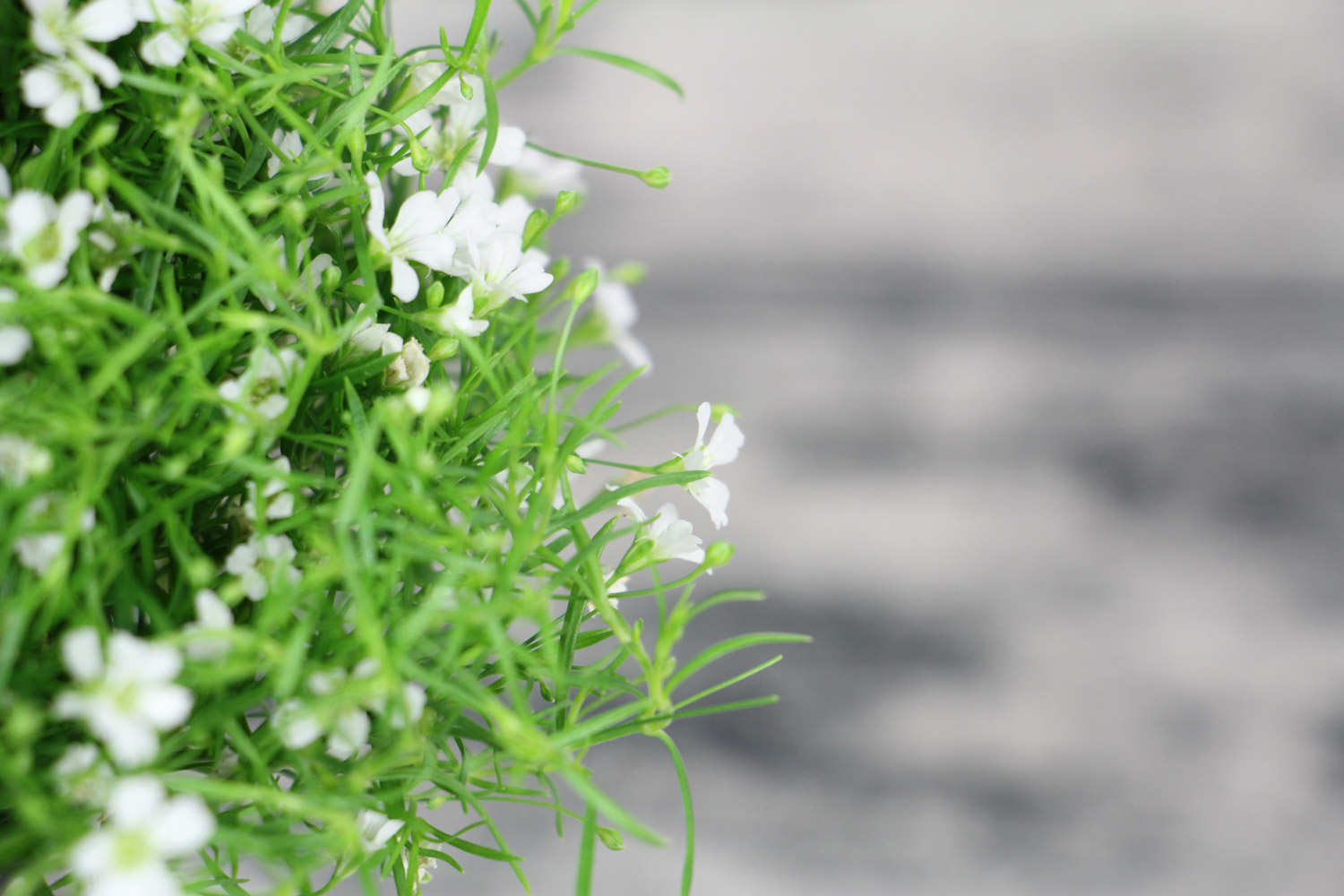 金昌适合养什么花，市花和市树是什么