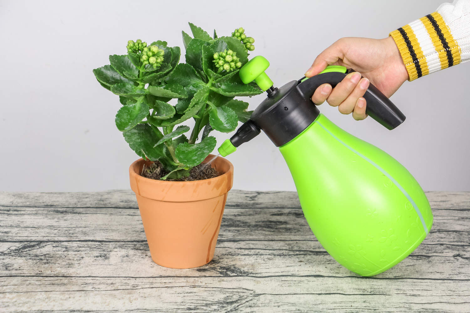 长寿花怕冷吗，冬天几天浇水