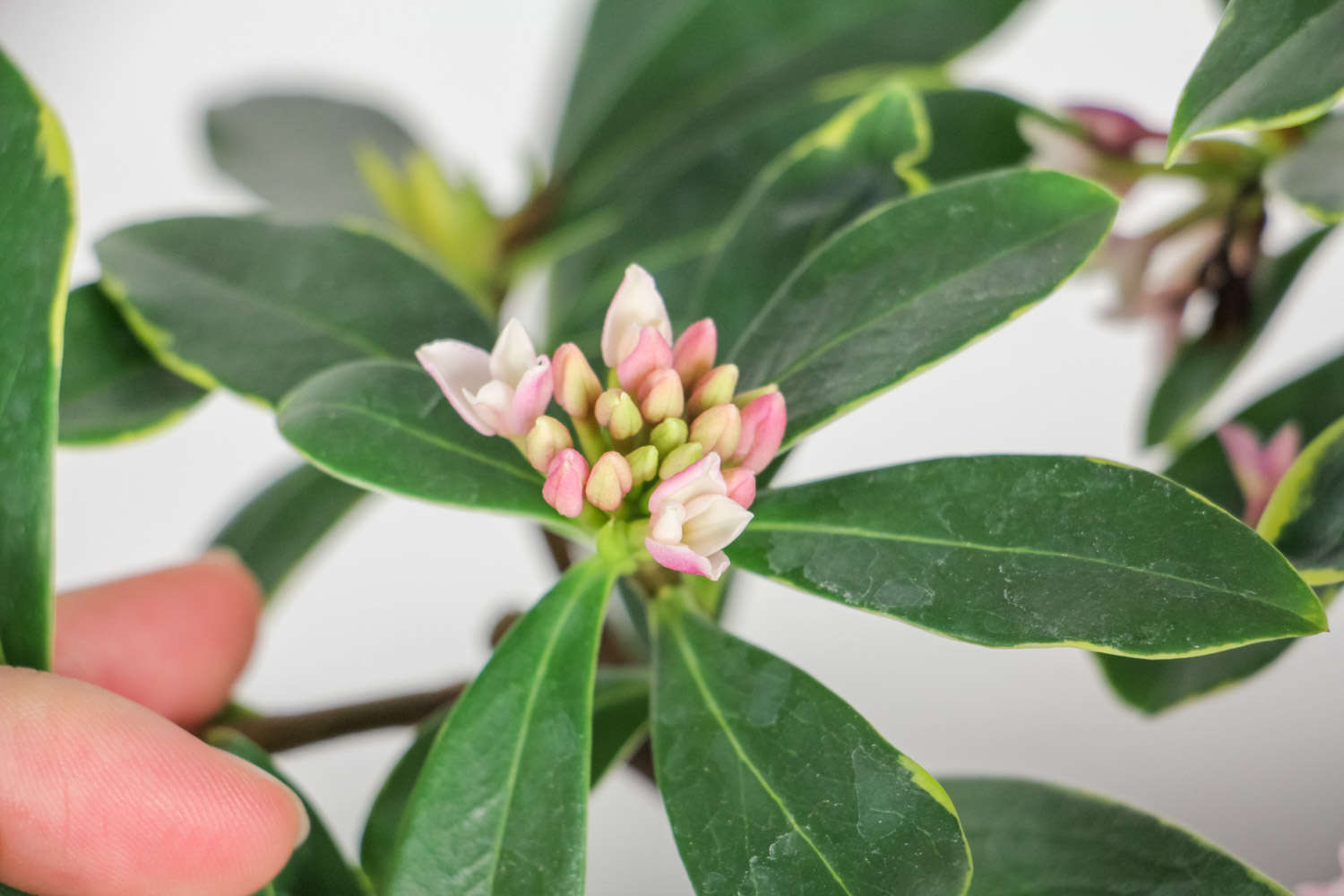 瑞香花能放在室内吗