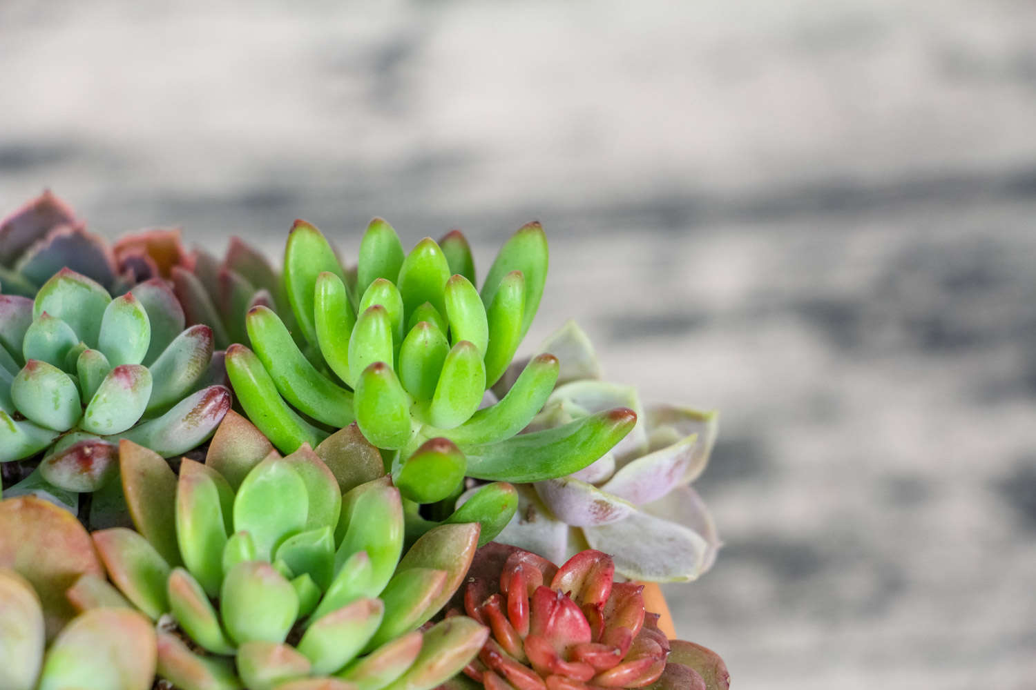 多肉植物徒长怎么办