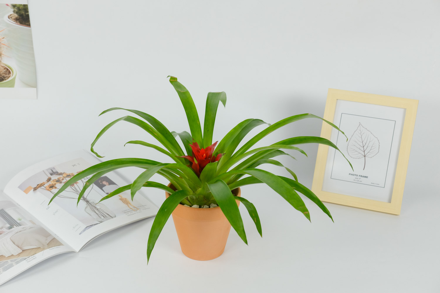 鸿运当头怎么养