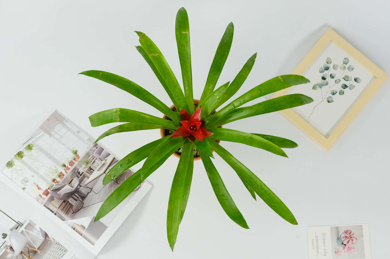 鸿运当头冬天怎么养