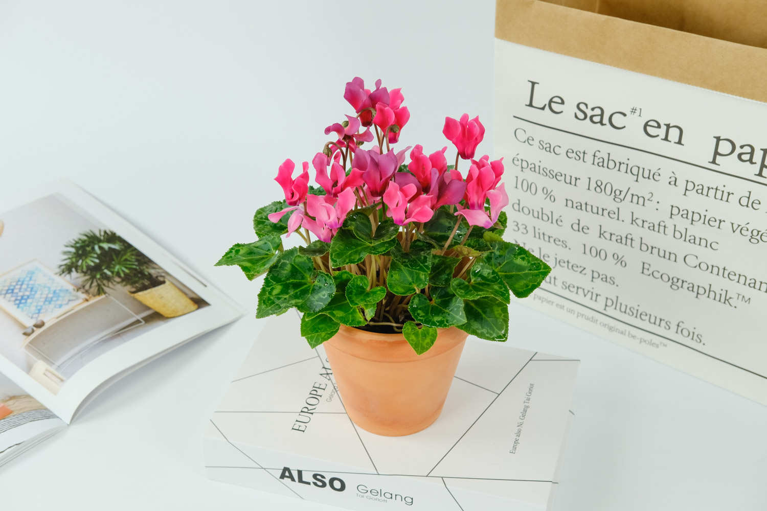 仙客来怎么授粉