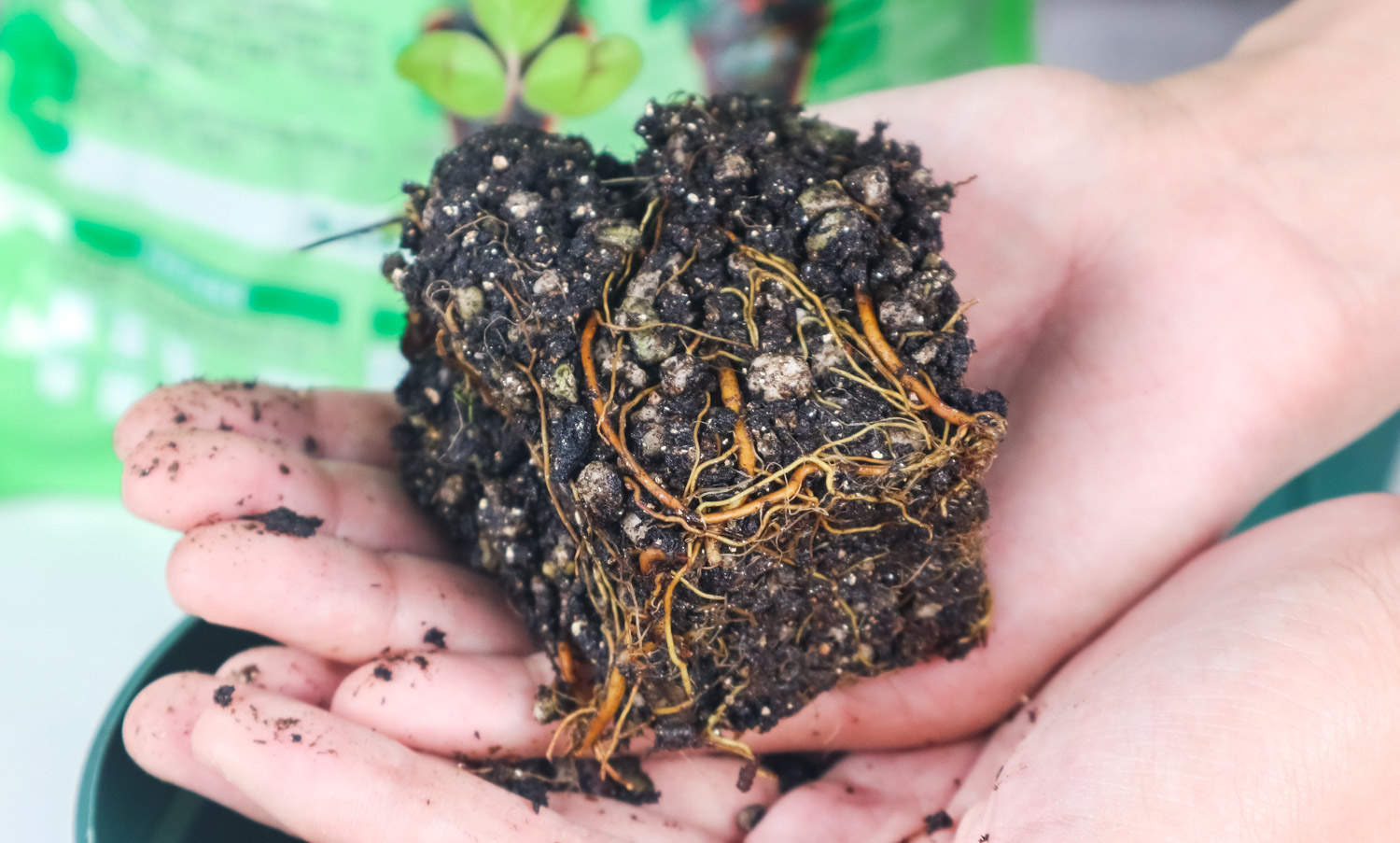 铁线莲不开花的原因