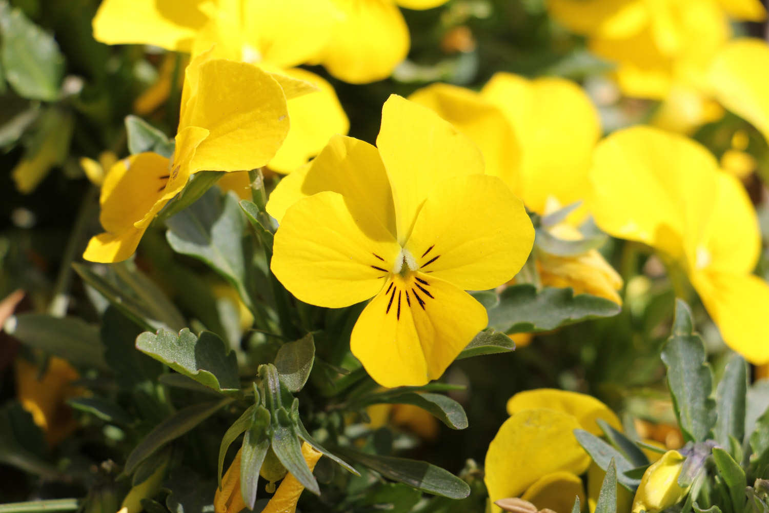 阳台如何养三色堇，需要注意什么